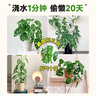 快速发货仙洞龟背竹m盆栽长藤水培垂吊挂爬藤绿植物室内好养适合