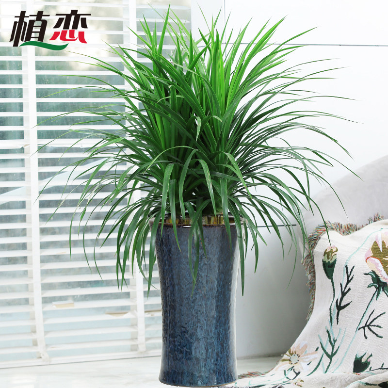 龙须铁盆栽龙须j树盆景室内大型植物客厅办公室植物 宁波同城配送