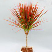 居家种植七彩铁千年木 净化空气 变色木