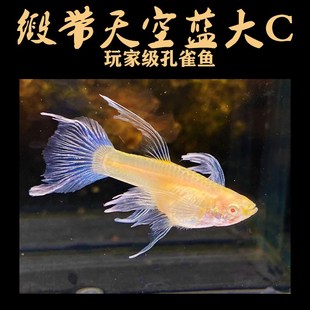 天空蓝蓝白孔雀鱼精品蝶翼缎带大C纯种高端水草缸赛级绣球母燕尾