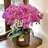 蝴蝶兰盆栽带花成品全国同城配送花蕙兰乔迁开业鲜花速递北京上海