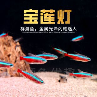 包邮 宝莲灯鱼热带鱼观赏鱼群游草缸鱼灯科鱼红绿灯活体 10条