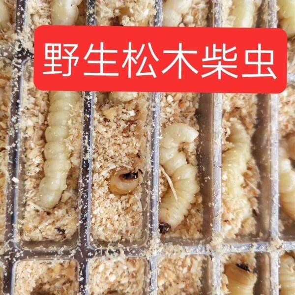 野生大小头柴虫活虫壮膘肥体提性斗嘴柴虫子新鲜天牛幼虫画眉木屑