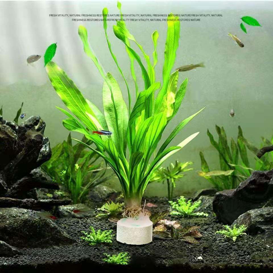 大叶绿九冠活体鱼缸造景阴性懒人真水草淡水皇冠植物新手增氧绿植