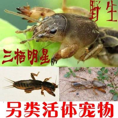 土狗子蝼蛄活体野生鸟食宠物饲料画眉蝼蛄虾中药新鲜地拉姑药引子