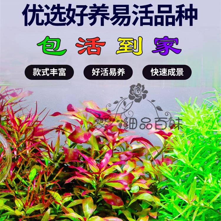 鱼缸懒人水草造景真草增氧植物阴性金鱼藻印度小竹节满天星蜈蚣草