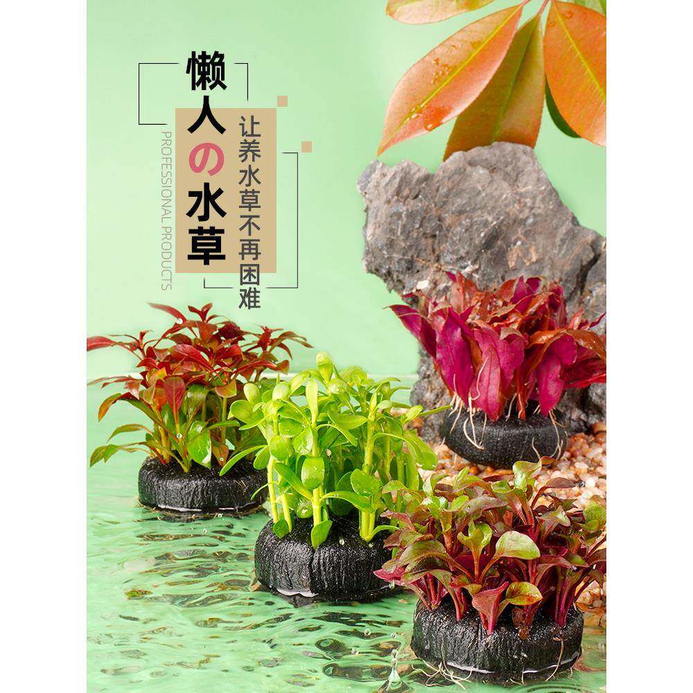 坨草鱼缸水草植物无底沙增氧鱼草新手懒人造景金鱼藻绿菊蜈蚣草