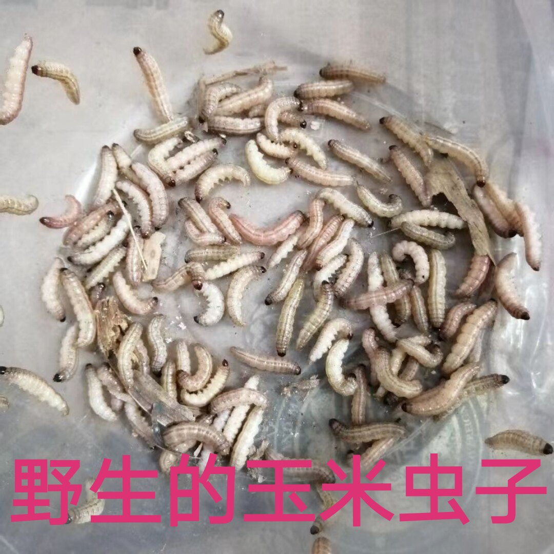 玉米虫野生鸟零食补膘不上火麦子虫北京麻根虫活虫画眉绣眼葡萄蜜