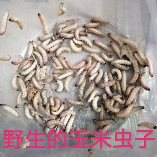 玉米虫野生鸟零食补膘不上火麦子虫北京麻根虫活虫画眉绣眼葡萄蜜