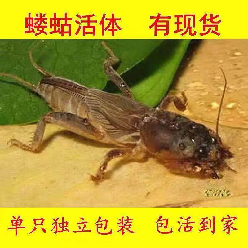 野生蝼蛄宠物饲料画眉食物入药蝼蛄土狗子活虫药材活体蜊蜊蛄药引