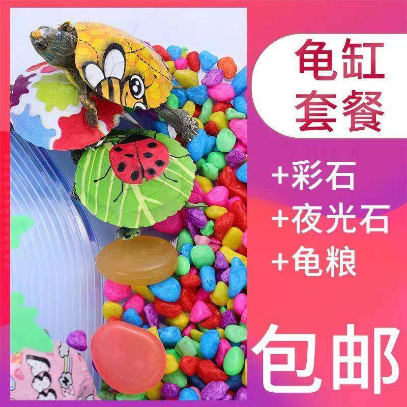 炫彩小乌龟活物网红七彩卡通乌龟宠物好养耐活彩色小动物活物彩龟