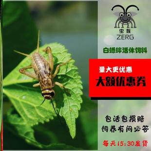 针头白蟋蟀活物油葫芦白蛐蛐活体杜比亚活虫蜥蜴守宫蛙龟鸟龙鱼粮