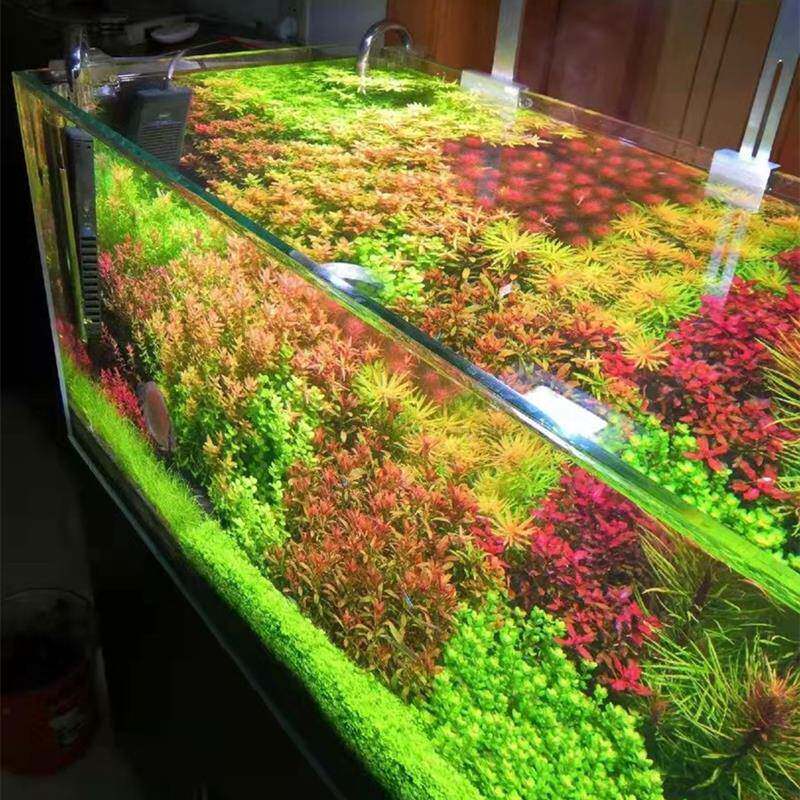 造景水草植物金鱼藻印度小竹节鱼缸增氧套餐懒人绿菊满天星小圆叶