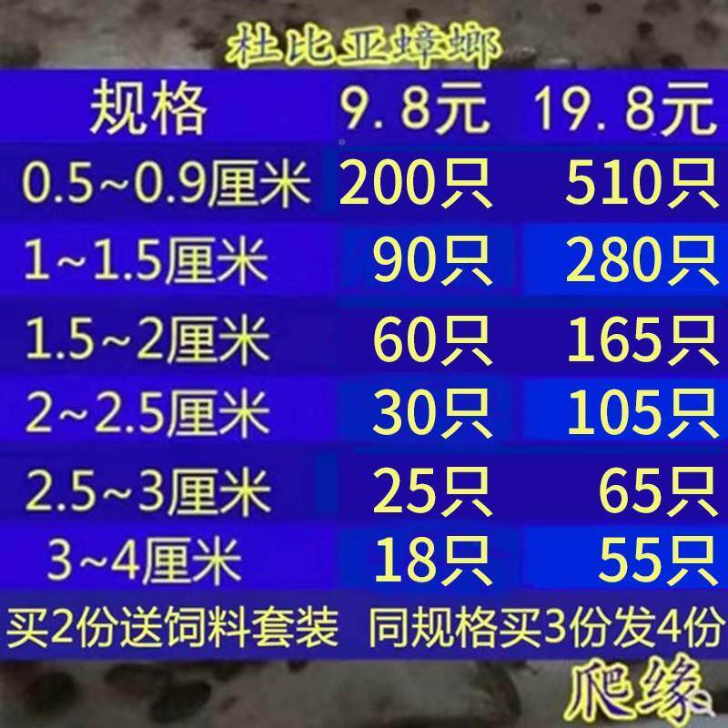 杜比亚蟑螂幼体活虫蜥蜴蜘蛛画眉鸟类食物粮繁殖组饲料干净养殖场