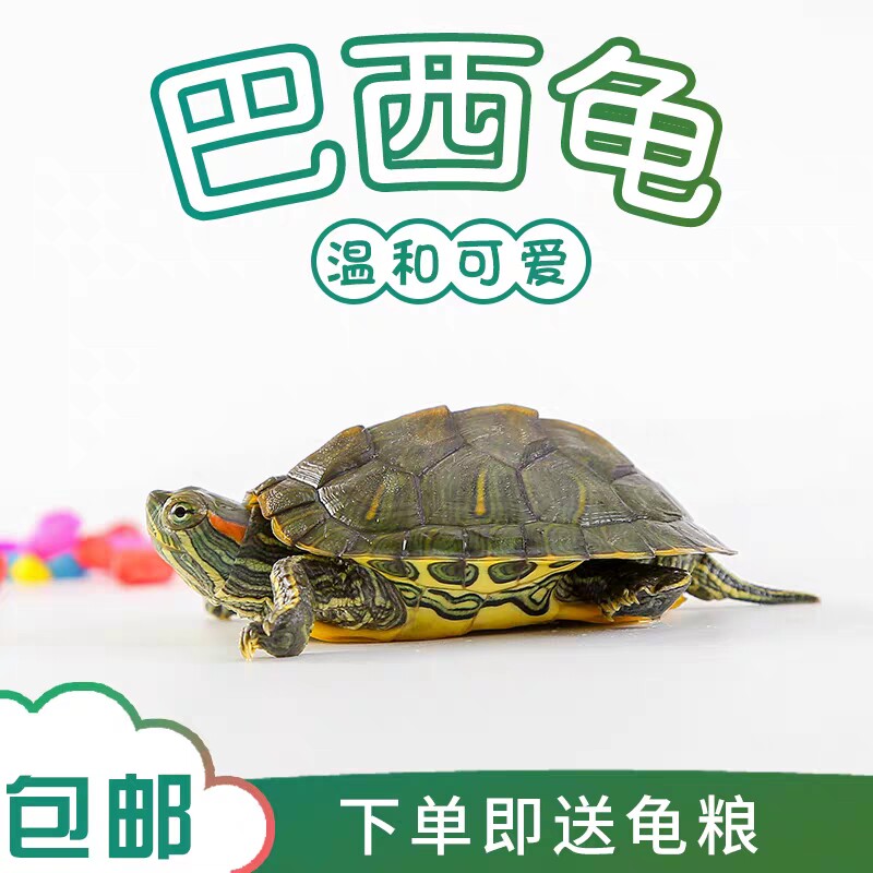 外塘巴西龟小乌龟活物活体观赏宠物纯冷水龟招财长寿黄金大巴西龟