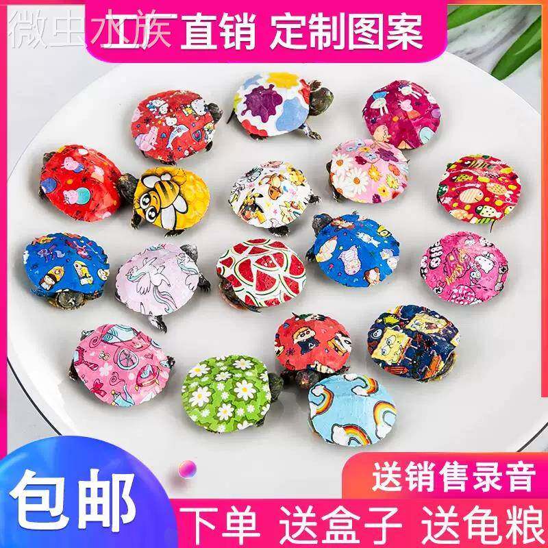七彩小乌龟宠物活体乌龟地摊网红巴西炫彩活物乌龟彩色印花观赏龟