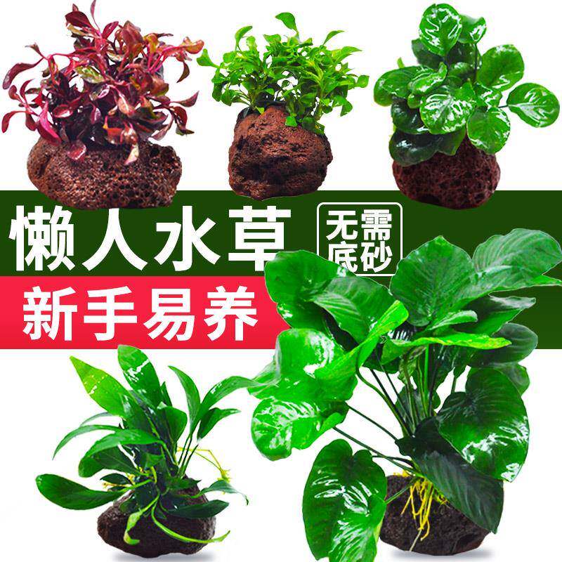 鱼缸坨草水草植物真草活体增氧阴性淡水鱼草新手懒人造景套餐水培