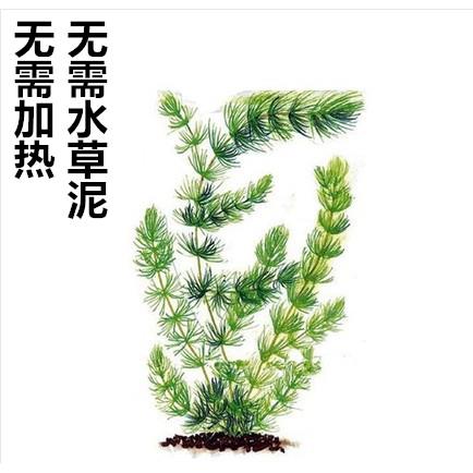 增氧活体水草绿菊鱼缸懒人造景植物金鱼藻阴性后景金鱼草净化水质