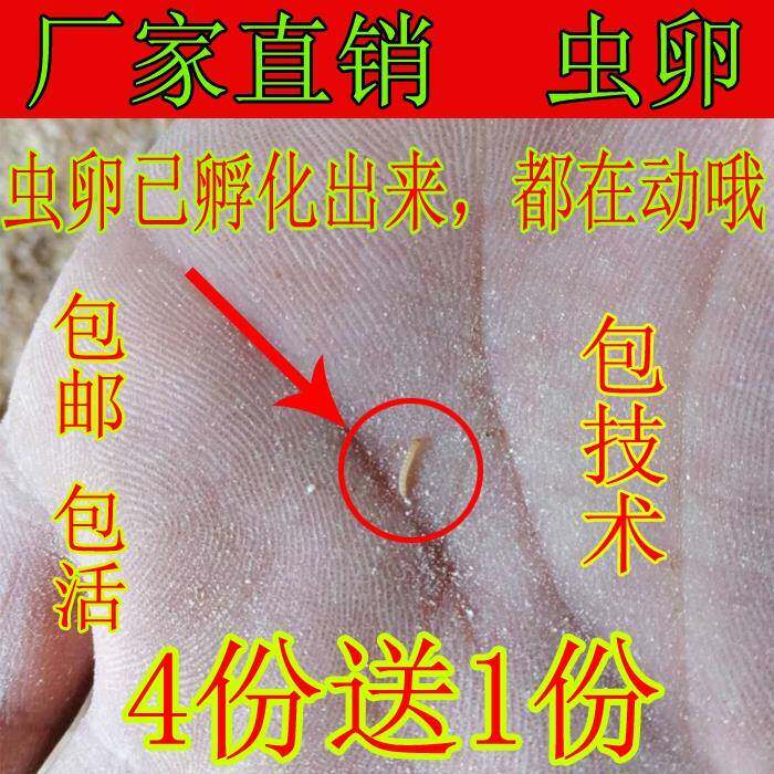 小黄粉虫小面包虫大麦虫活体幼虫仓鼠金龙鱼石蛙开口鸟虫子蜘蛛