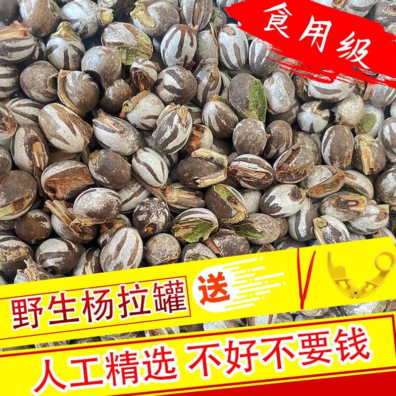 东北杨拉罐坦克虫活虫幼虫人吃洋辣子罐钓鱼饵食鸟食粮蜜袋鼯宠物