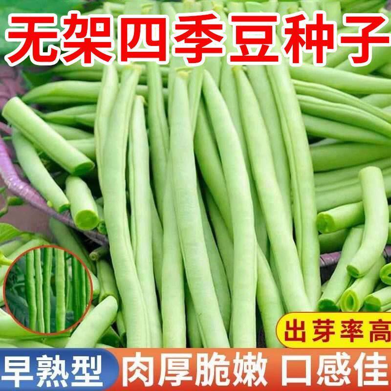 无架四季豆种子地豆芸豆豇豆种早熟型脆嫩不搭架无筋菜豆蔬菜种子