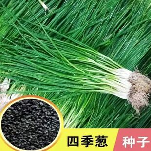 四季小香葱籽小香葱种子阳台室内盆栽葱种子家庭菜种耐寒蔬菜种子