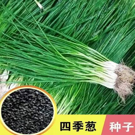 四季小香葱籽小香葱种子阳台室内盆栽葱种子家庭菜种耐寒蔬菜种子