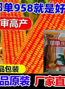郑单958玉米种子抗病抗倒抗旱耐