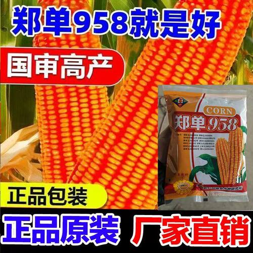 郑单958玉米种子抗病抗倒抗旱耐