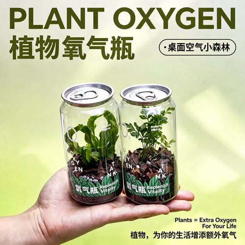 桌面小森林净化空气绿植礼物