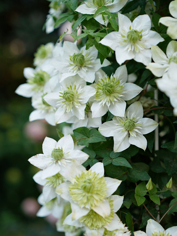 小绿铁线莲花大苗阳台盆栽绿植重瓣大花庭院藤本爬藤攀援植物四季