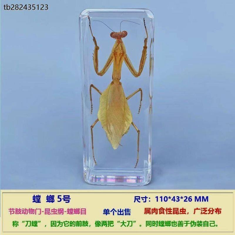 螳螂标本真实昆虫标本摆件把玩书镇纸镇尺寸110*43*26mm透明