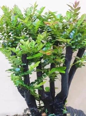 小叶紫檀盆景植物树桩室内客厅桌面老桩盆栽四季常青易养绿植
