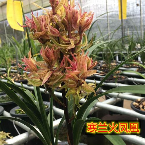 带花苞包邮当年开花寒兰红玉素 C紫燕兰花苗盆栽浓香花卉绿植盆栽