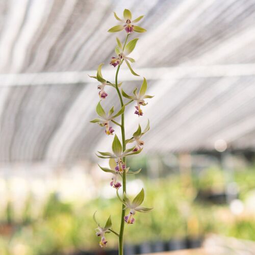 匠人花圃特别香椰m香虾脊兰露天人工栽培品种复色国洋兰浓香鹤顶