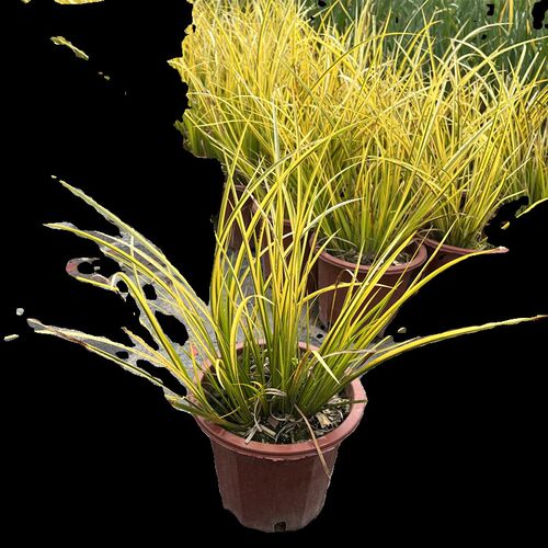金叶石菖蒲e 盆栽地栽水生植物花境花园水池鱼池旁搭配造景绿植