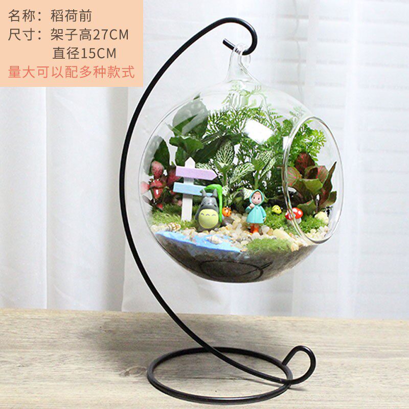 包邮 微景观 创j意植物 迷你盆栽 DIY植物 玻璃瓶景观 苔藓生态瓶