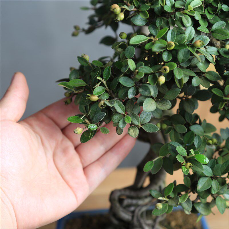 精品小叶提根白花串果荀子丰花丰果茶台小老桩造T型盆景一物一拍