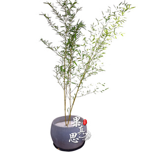 不修剪景观竹全冠不剪竹子苗庭院植物观赏竹金竹S紫竹绿竹室外盆