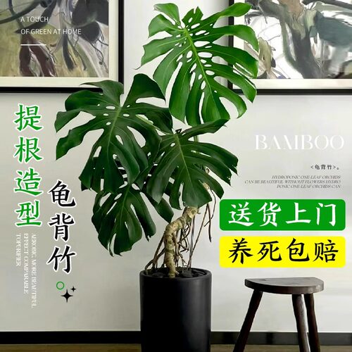 龟背竹客厅大盆栽老桩大叶植物室内客厅办公室P落地大型真绿植好
