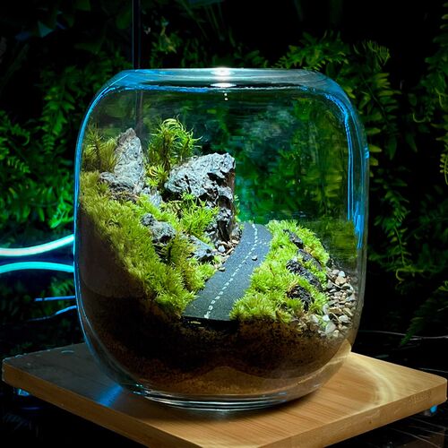 微景观生态瓶h创意摆件盆栽植物办公室桌面绿植好养活四季常青