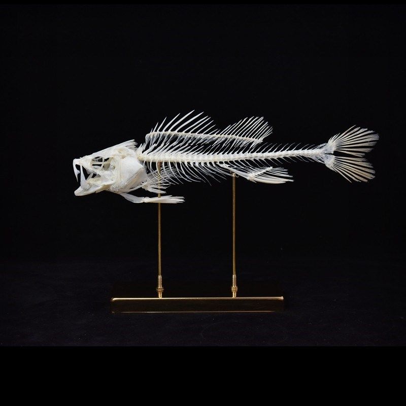 海鲈鱼骨骼标本 l真骨教学装饰摆件 金色铜底座【自由的骨头】,家居饰品,桌面摆件,淘宝优惠券,粉丝福利购,淘宝优惠卷