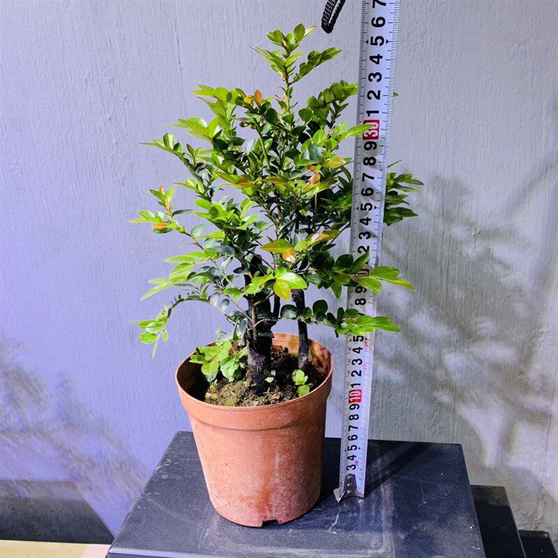 名贵小叶紫檀盆景红m芽五彩赤楠黑骨茶树桩黑檀紫檀木四季常青盆