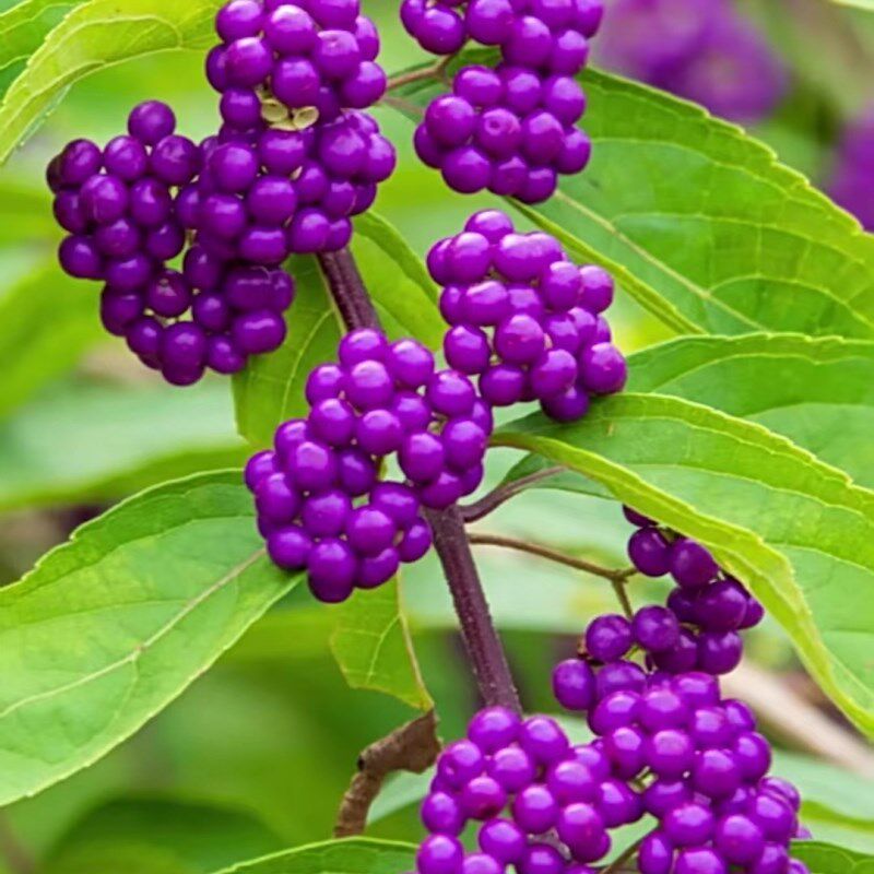 四季绿植紫珠盆栽老桩景一t物一拍树原生名贵开花卉苗木本矮霸精