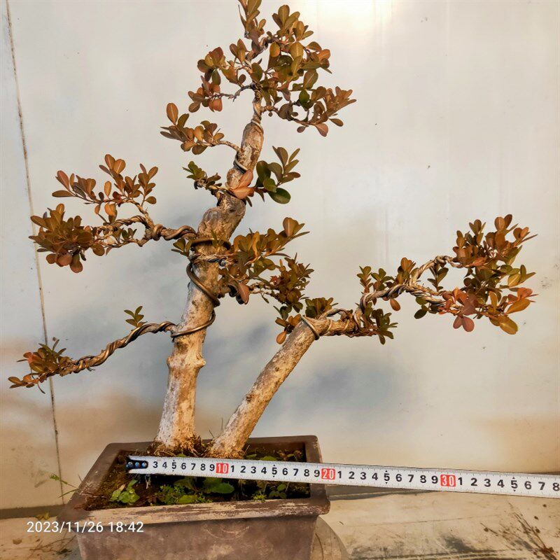 精品盆景b瓜子黄杨老桩组合双杆树桩江苏小叶白皮四季常青阳台庭