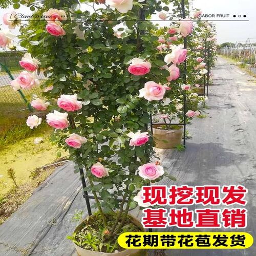 爬藤龙沙b宝石月季特大母本花苗蔷薇室外爬墙庭院阳台藤本大苗盆
