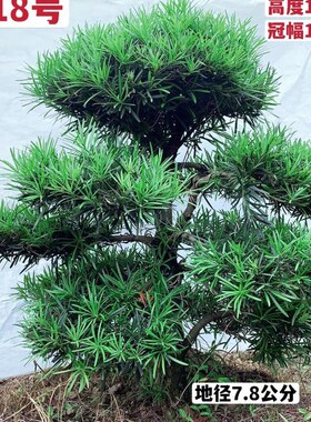精品原生中叶罗汉松C区造型u树阳台庭院盆栽花卉1-1.5米移植 包邮