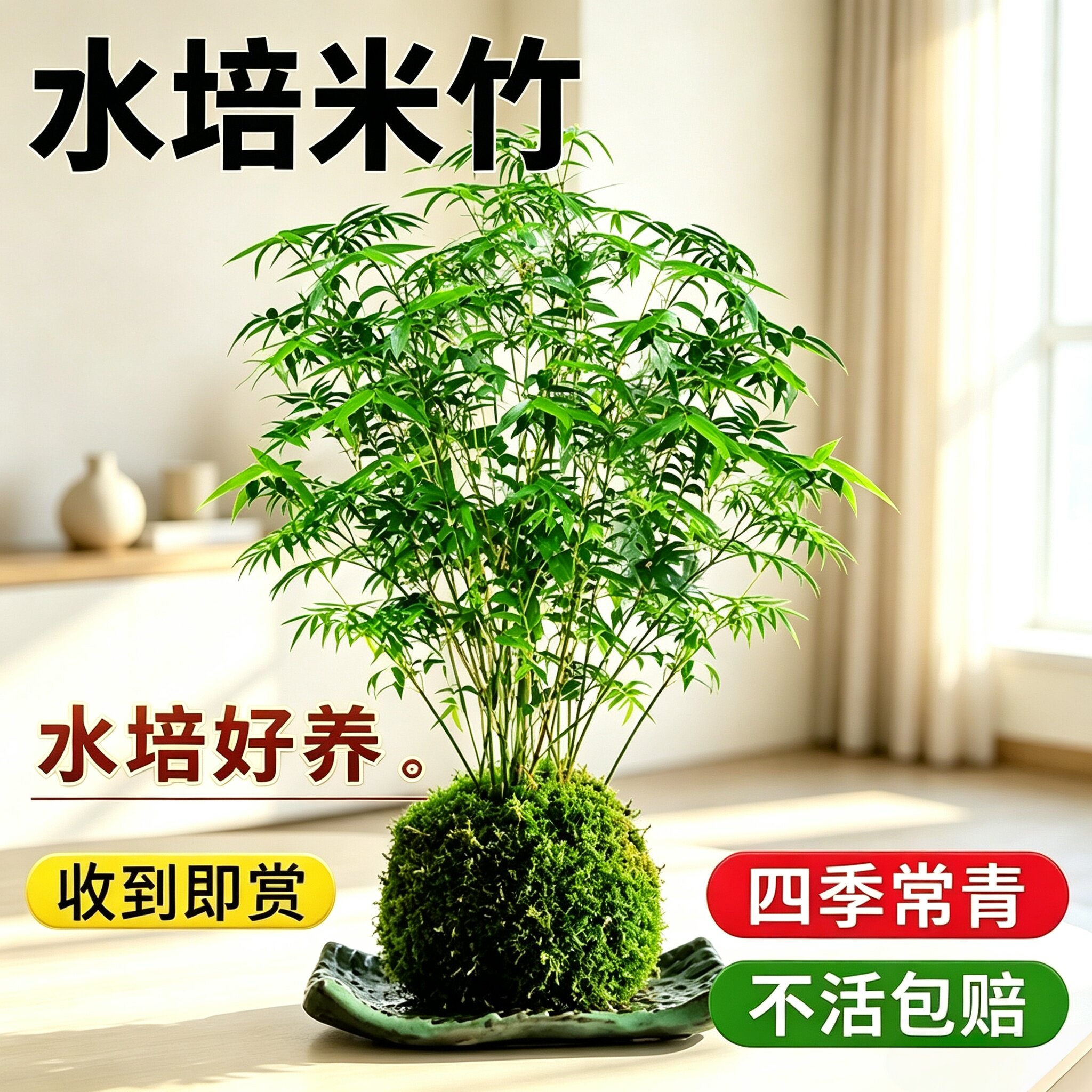 米竹水培苔藓球植物室内盆栽微观盆景凤尾竹观音竹观赏竹子小米竹
