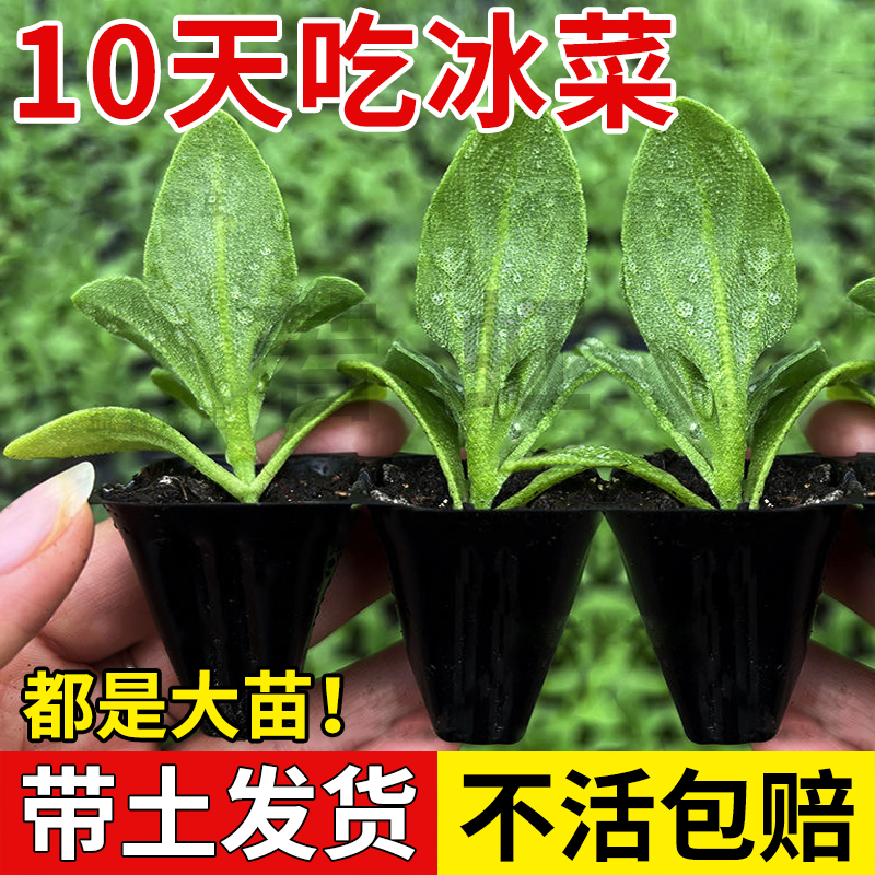 大叶水晶冰菜苗秧带土球四季盆栽高产农家幼苗冰草种子秋冬季大苗