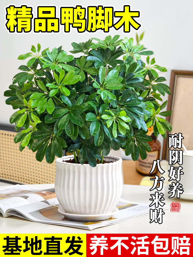 鸭脚木盆栽八面来财老桩七叶莲盆栽植物室内招财树四季好养小绿植
